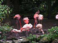 Flamands roses, Phoenicopterus roseus (ord Phoenicopteriformes) (fam Phoenicopterides) (Photo F. Mrugala) (04)